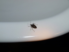 Proxys albopunctulatus
