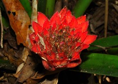 Canistrum aurantiacum