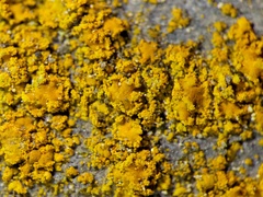 Polycauliona stellata