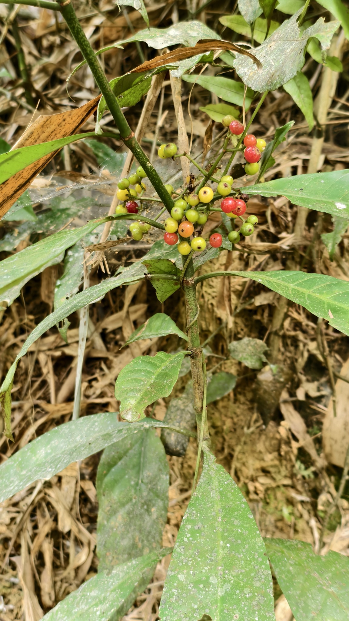 Psychotria asiatica — ảnh 3
