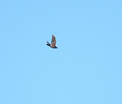 Patagioenas speciosa