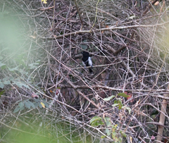 Thamnophilus melanonotus