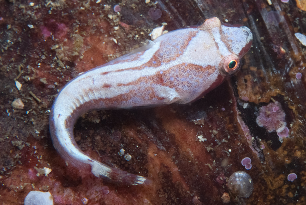 Chubby Clingfish