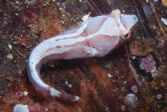 Chubby Clingfish photo 1