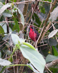 Rhodinocichla rosea
