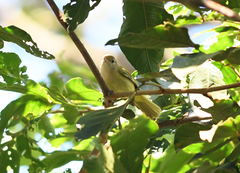 Pachysylvia aurantiifrons