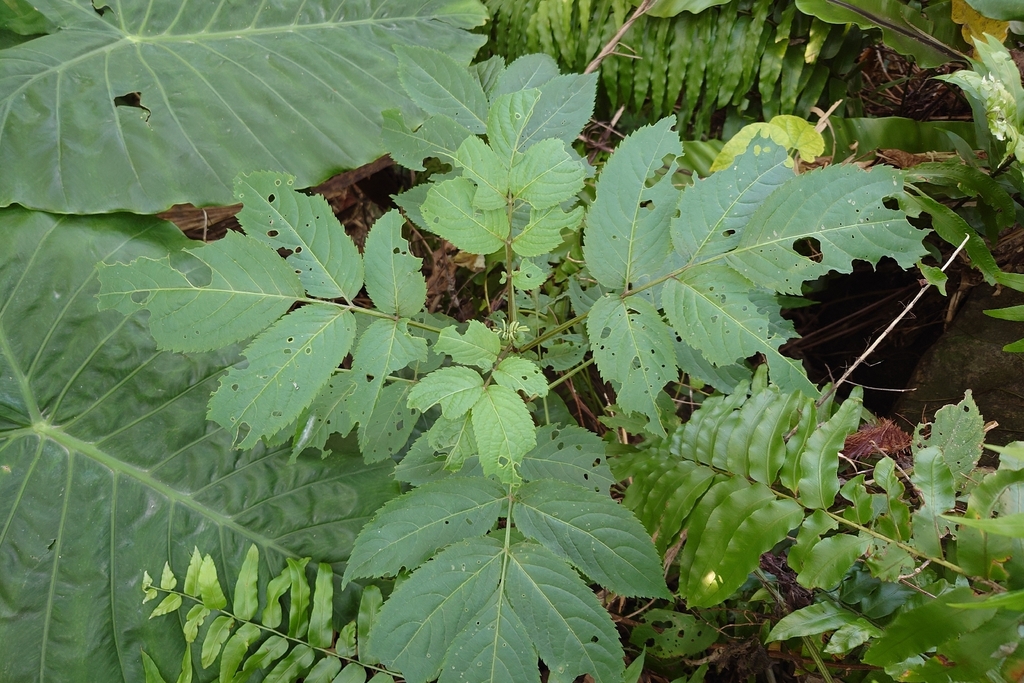 Cơm cháy – Sambucus javanica