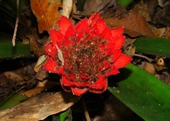 Canistrum aurantiacum