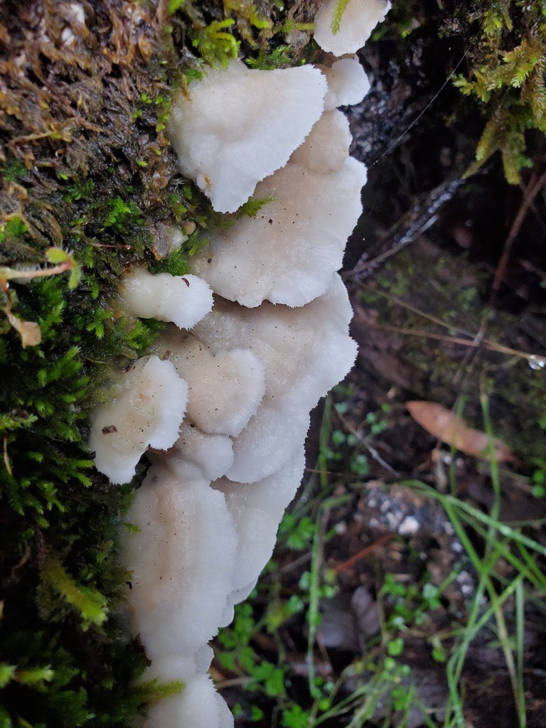 Gloeoporus dichrous · January 2026 · photo: © arlenedevitt (iNaturalist, cc-by)