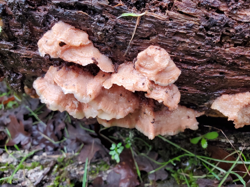 Merulius tremellosus · January 2026 · photo: © arlenedevitt (iNaturalist, cc-by)