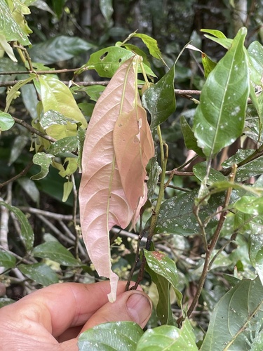 Arytera pauciflora observed 2026-01-14