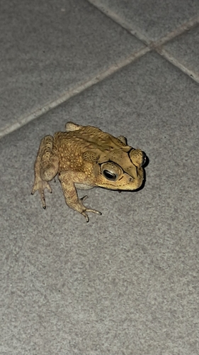 Duttaphrynus melanostictus