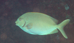 Siganus punctatus