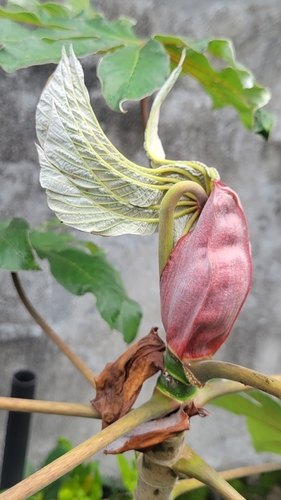 Cecropia obtusifolia observed 2026-01-06