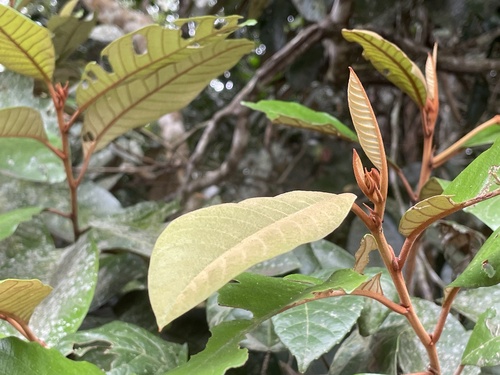 Alphitonia whitei, 2026-01-14