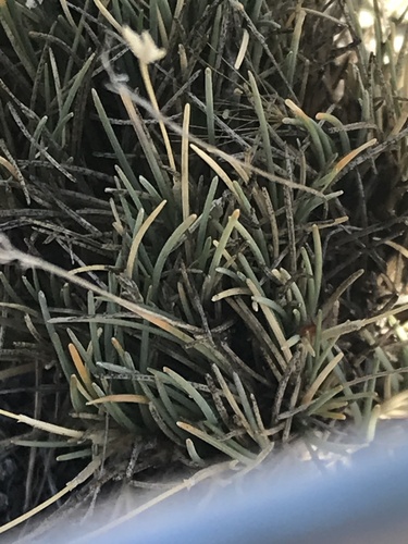 Poa maniototo, 2026-01-14