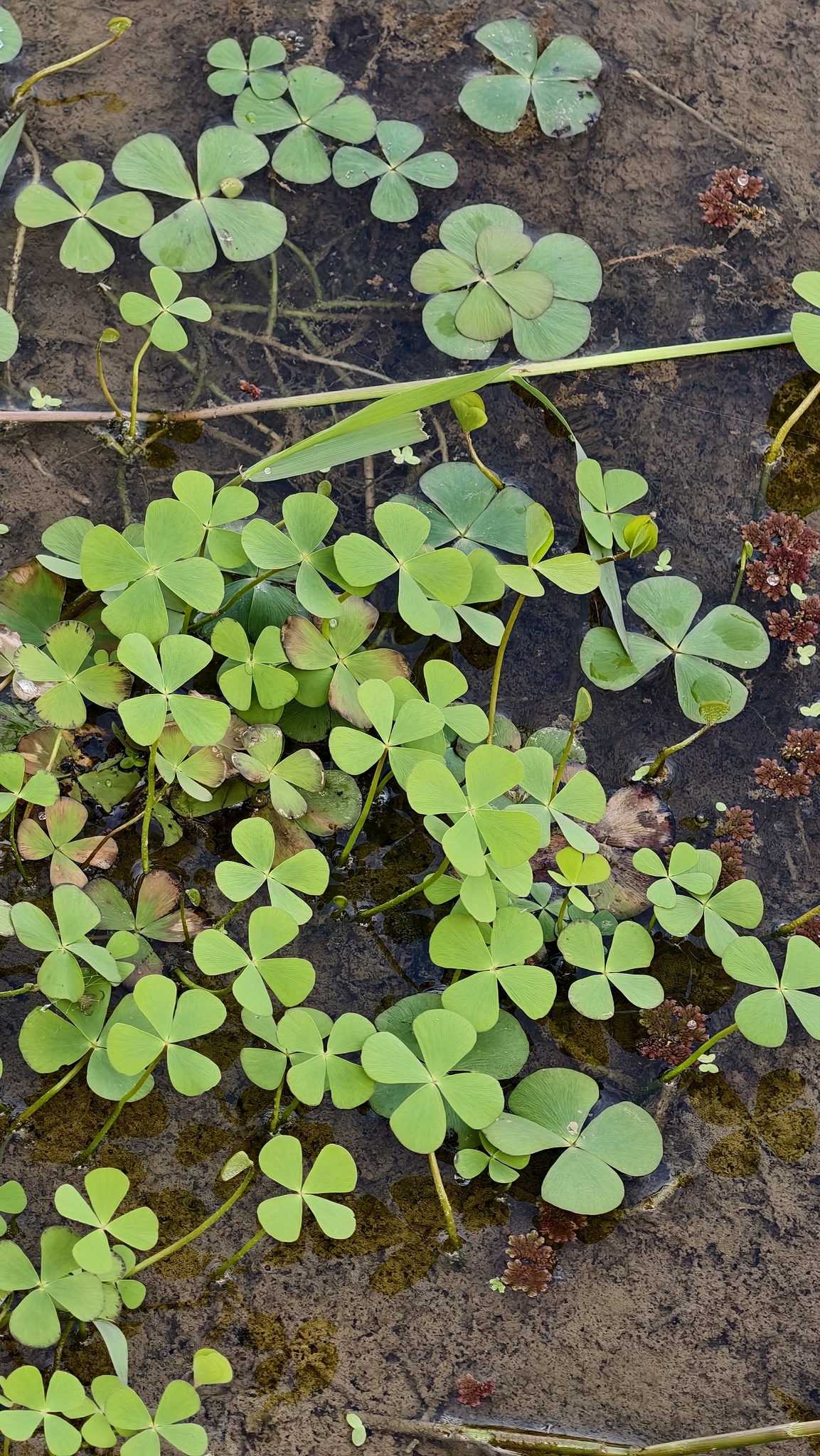 Marsilea minuta (Marsilea minuta)