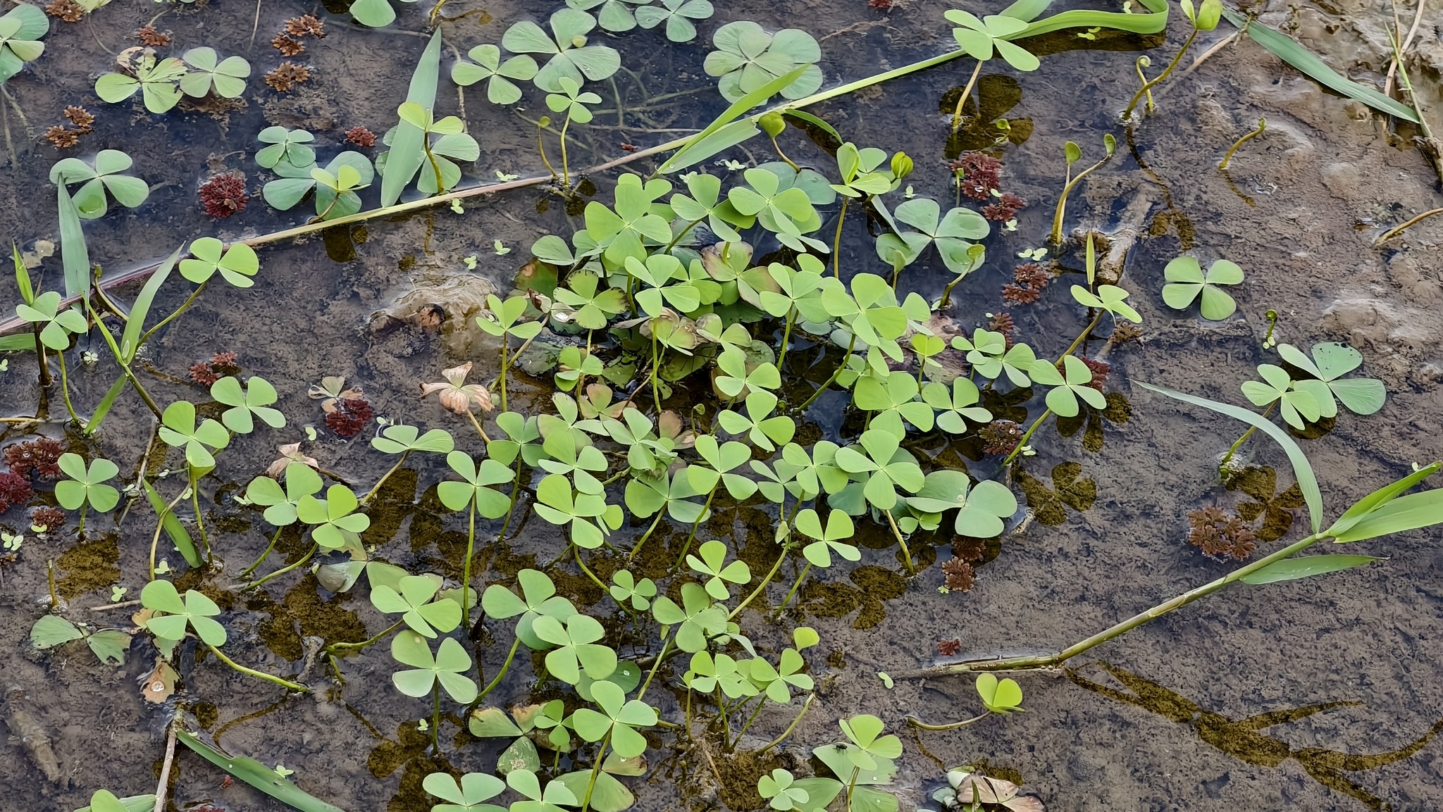 Marsilea minuta — ảnh 2