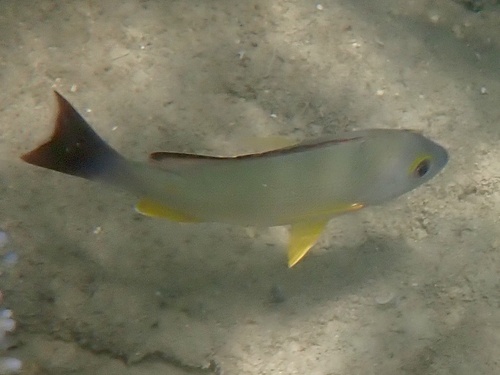 Blacktail snapper (Lutjanus fulvus) — Lutjanidae