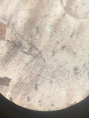 Microcalicium disseminatum