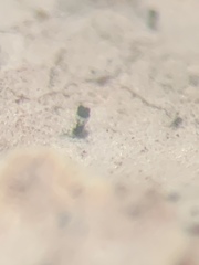 Microcalicium disseminatum