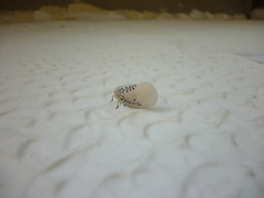 Poekilloptera phalaenoides