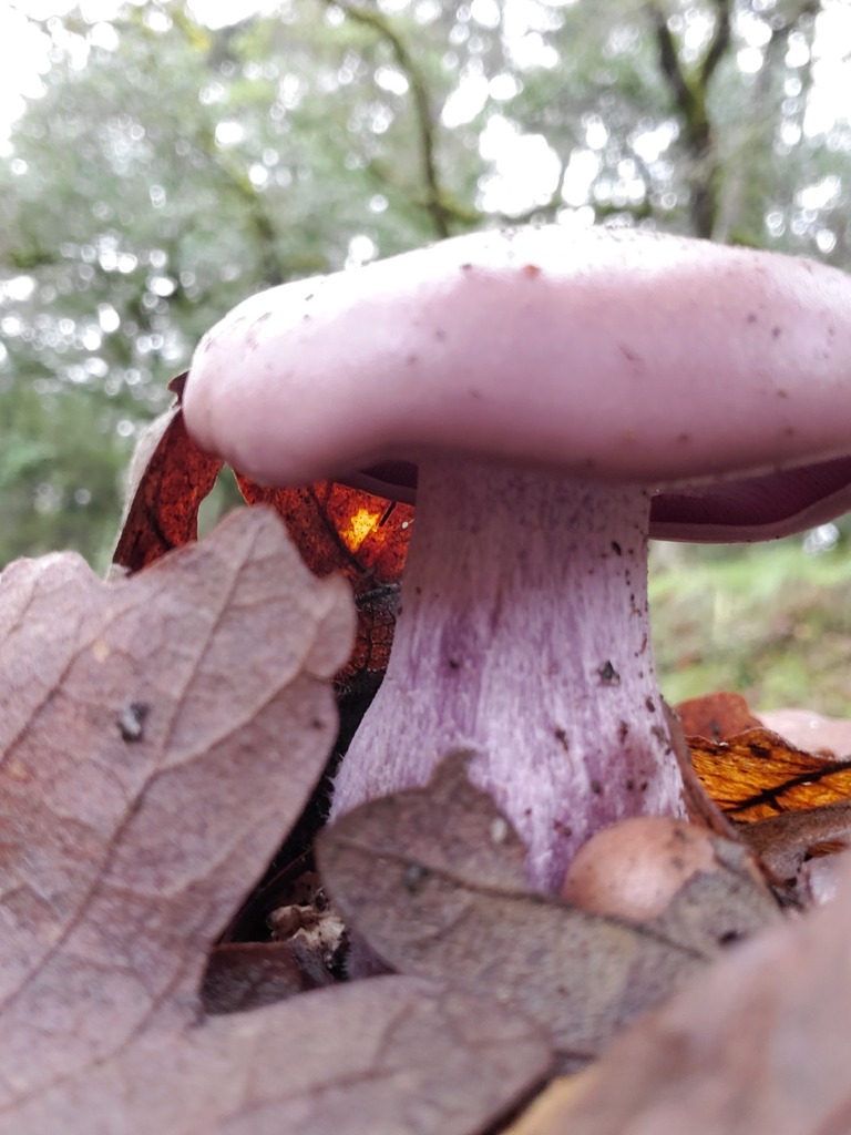 Collybia nuda · January 2026 · photo: © arlenedevitt (iNaturalist, cc-by)
