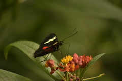 Heliconius erato