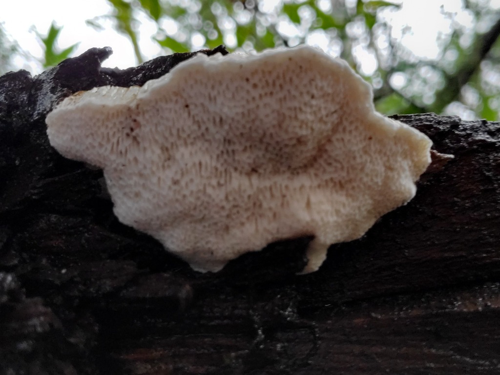 Fuscopostia fragilis · January 2026 · photo: © arlenedevitt (iNaturalist, cc-by)