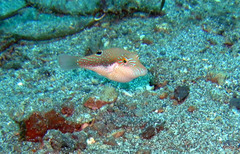Canthigaster bennetti