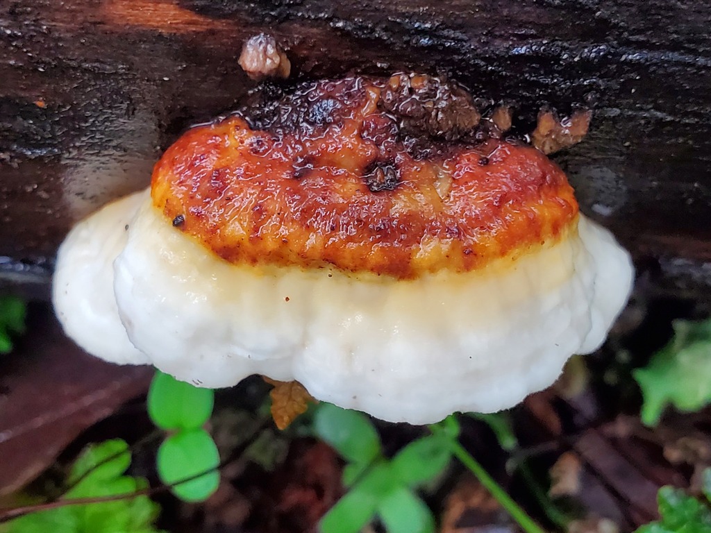 Fuscopostia fragilis · January 2026 · photo: © arlenedevitt (iNaturalist, cc-by)