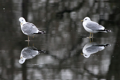 Larus canus