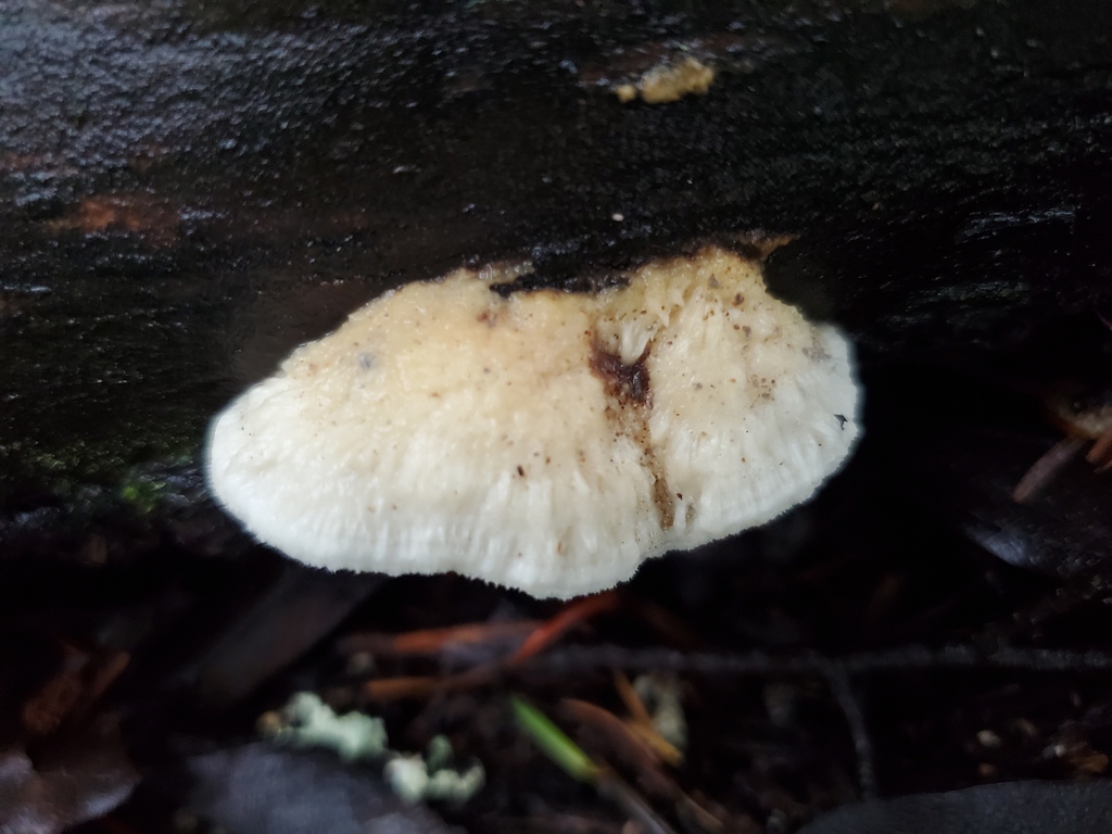 Fuscopostia fragilis