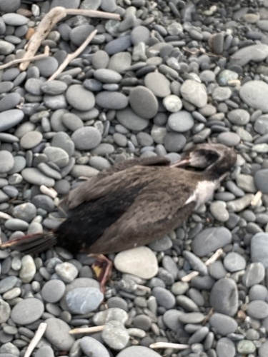 Spotted Shag (Phalacrocorax punctatus), photo 7