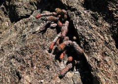 Schlumbergera microsphaerica