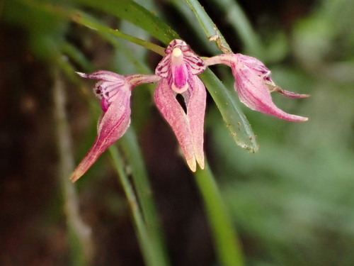 Bulbophyllum japonicum (Makino) Makino