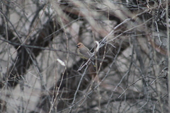 Bombycilla cedrorum