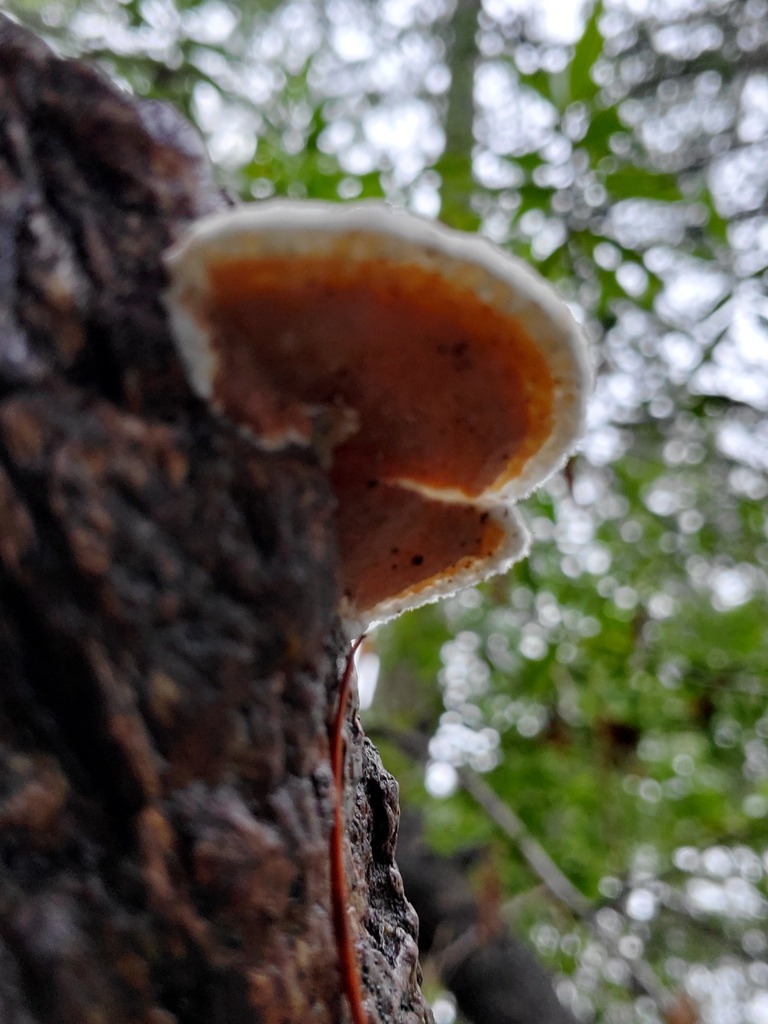 Gloeoporus dichrous · January 2026 · photo: © arlenedevitt (iNaturalist, cc-by)