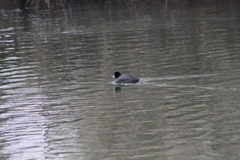 Fulica americana