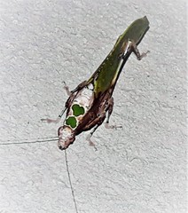 Pycnopalpa bicordata