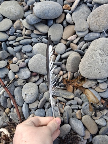 Plume de Mouette tridactyle