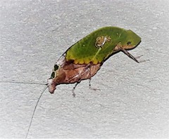 Pycnopalpa bicordata