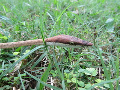 Oxybelis potosiensis