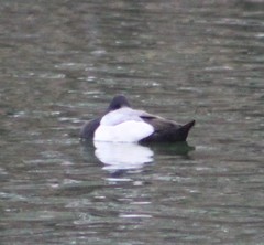 Aythya affinis