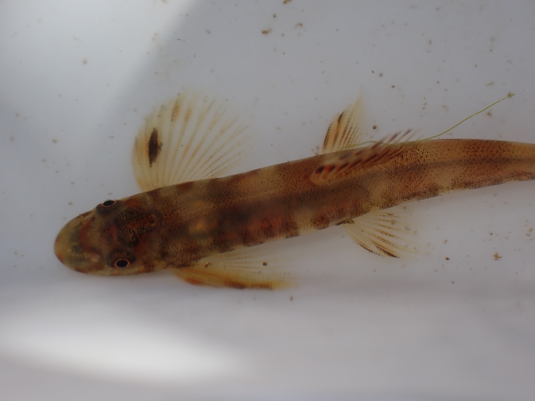 Broken-Band Hillstream Loach photo 4