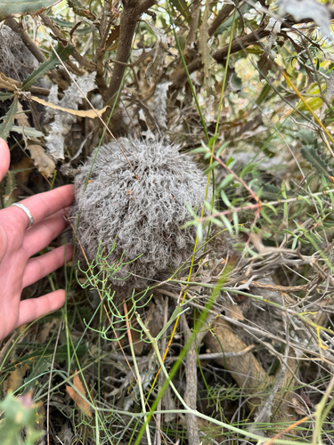 Woolly Banksia (Banksia baueri)