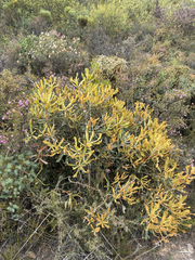 (c) Tyler Anthony, some rights reserved (CC BY) Banksia baueri, photograph (c) Tyler Anthony, some rights reserved (CC BY)