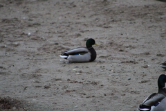 Anas platyrhynchos