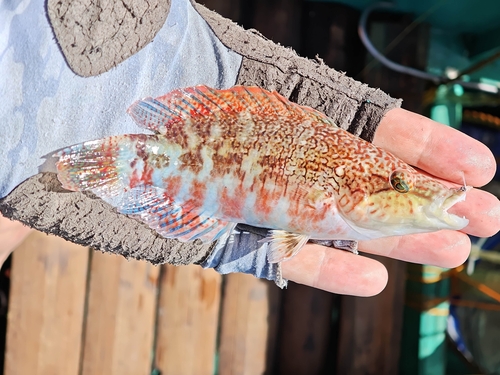Celebes wrasse (Oxycheilinus celebicus) — Labridae — 2