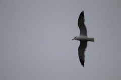 Larus delawarensis